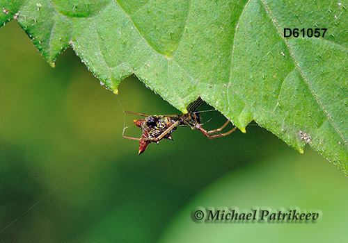 Micrathena sagittata